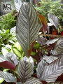 کالا‌ته‌آ,Striped, Pink-stripe
